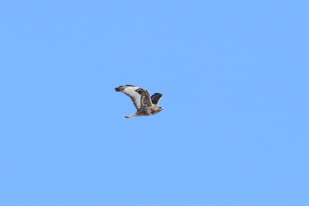 Тарлан сар - ML646706693