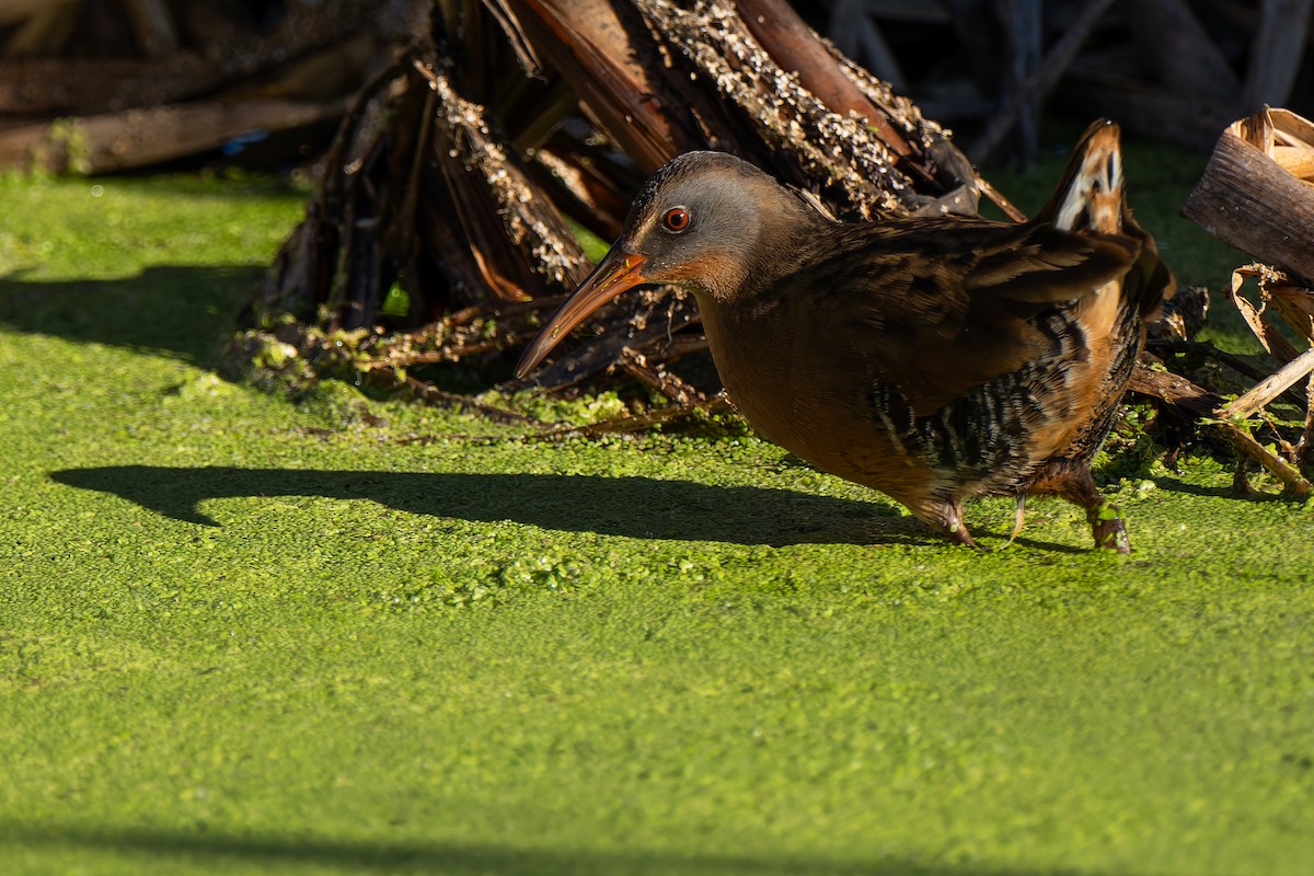 Пастушок віргінський - ML646706694