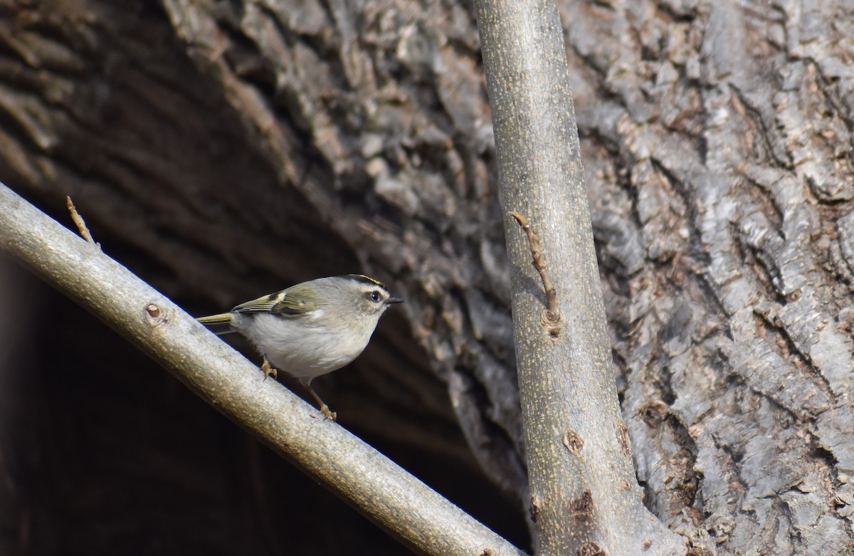 Erregetxo amerikarra - ML646706695