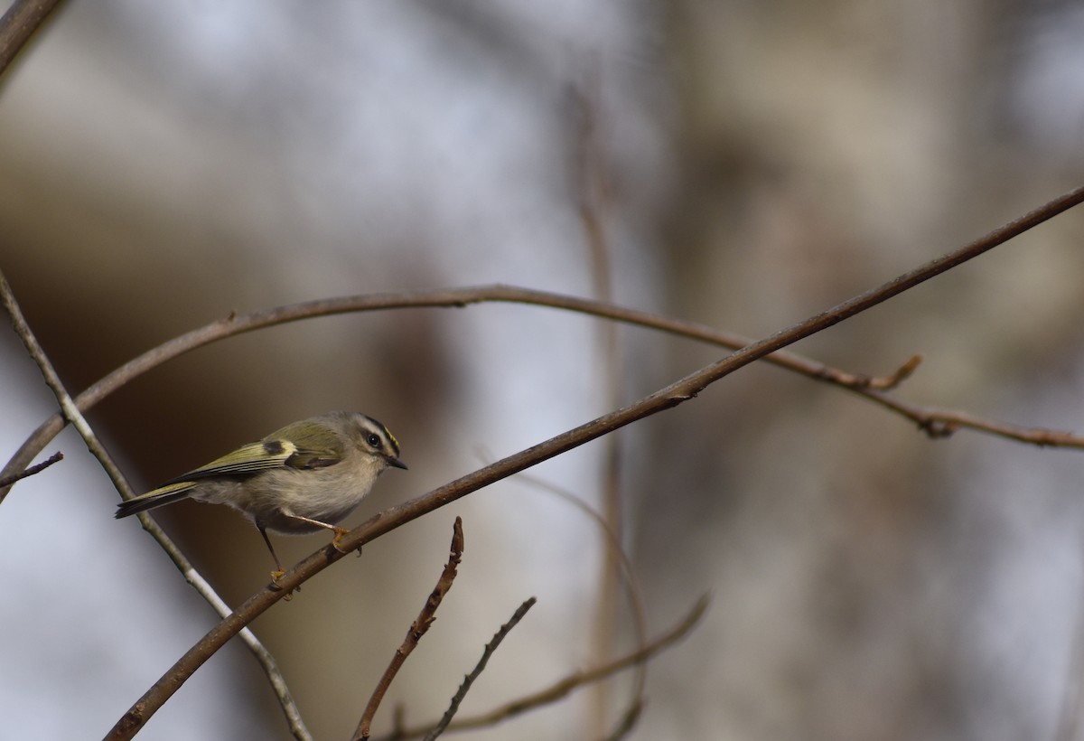 Erregetxo amerikarra - ML646706700