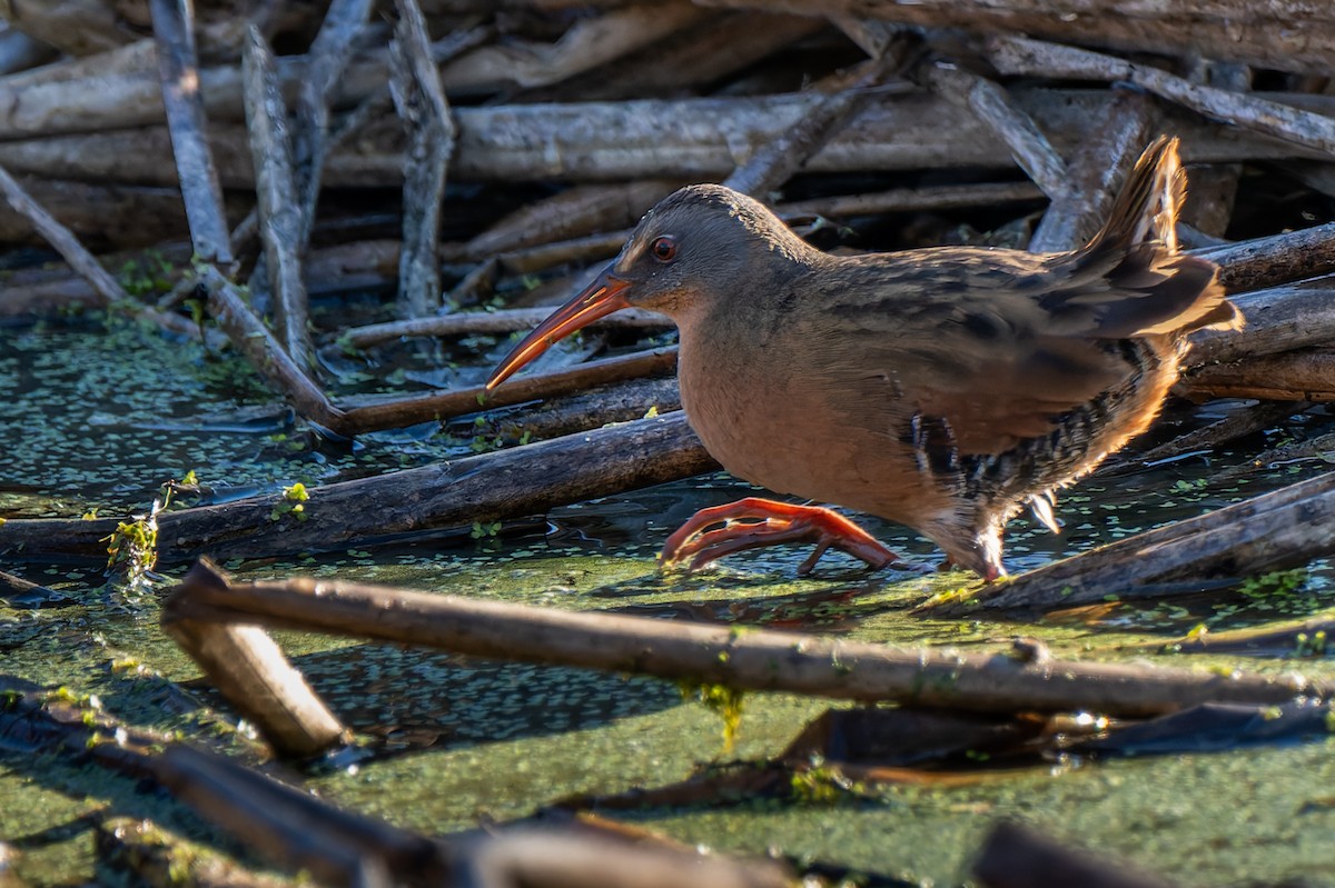 Пастушок віргінський - ML646706701