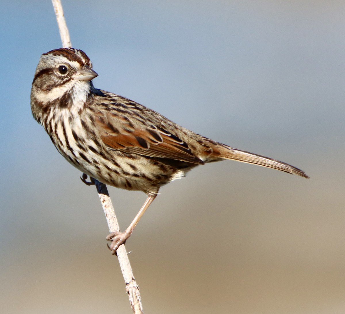 Певчая овсянка - ML646706702