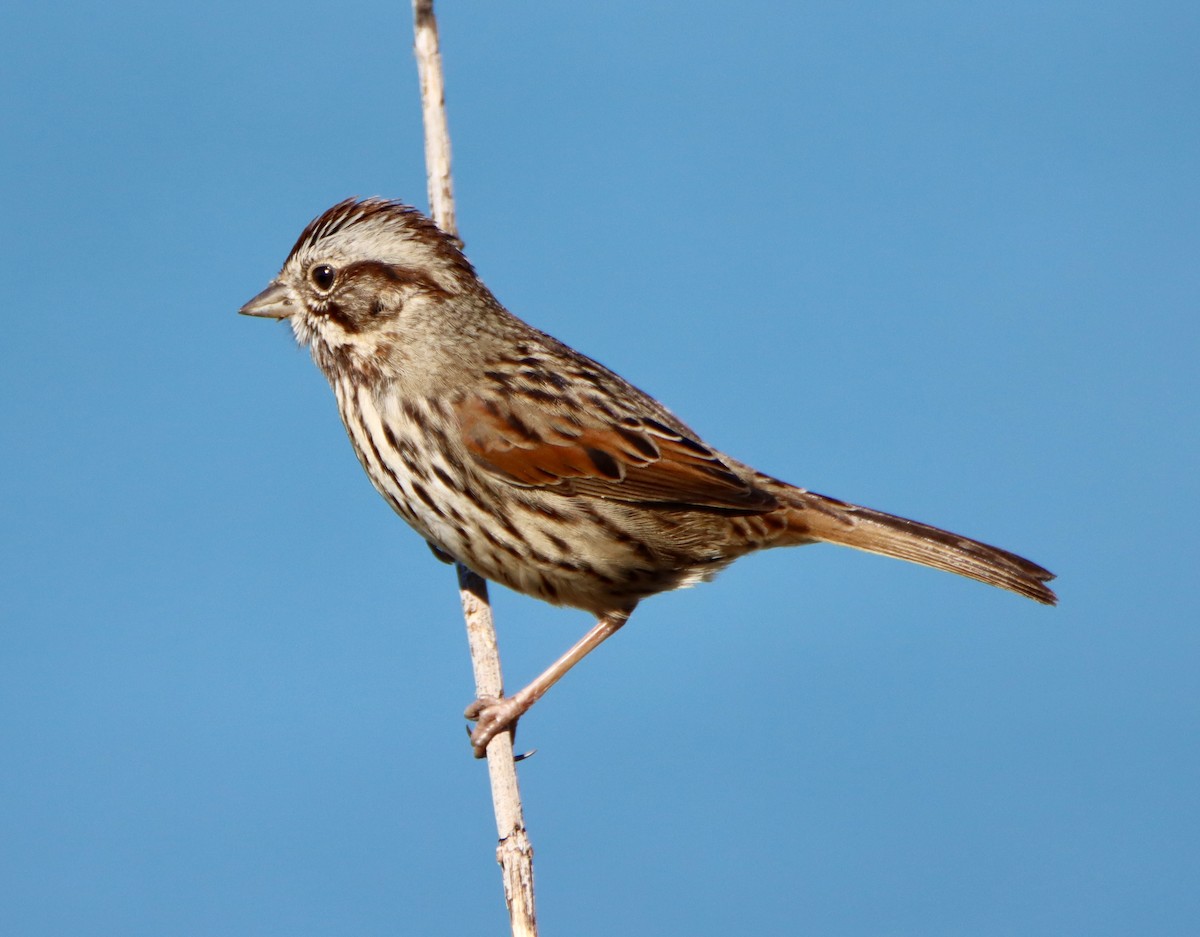 Певчая овсянка - ML646706703