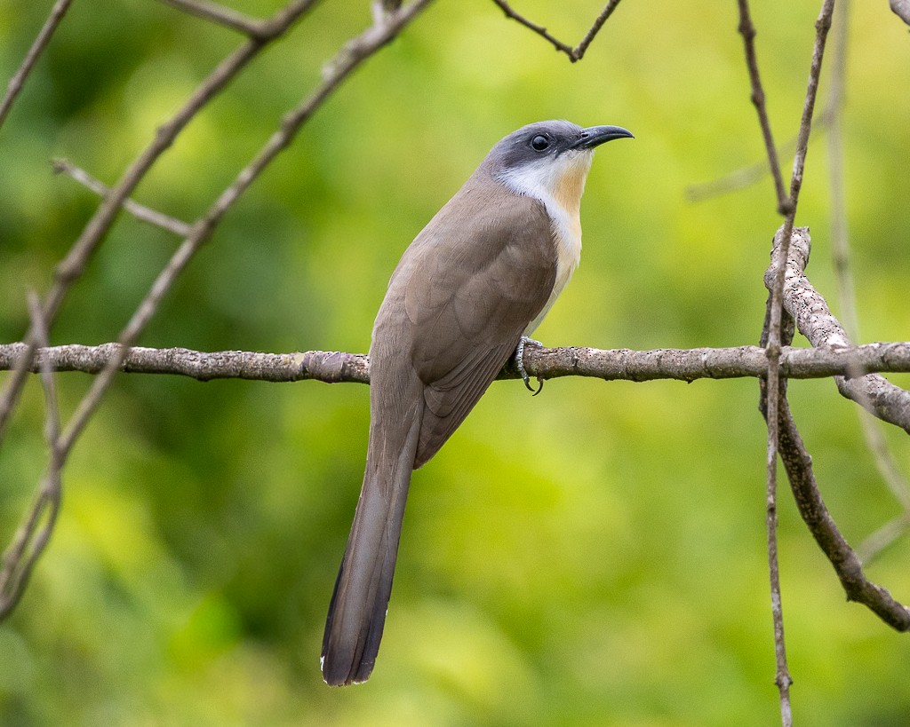 Dark-billed Cuckoo - ML646706704
