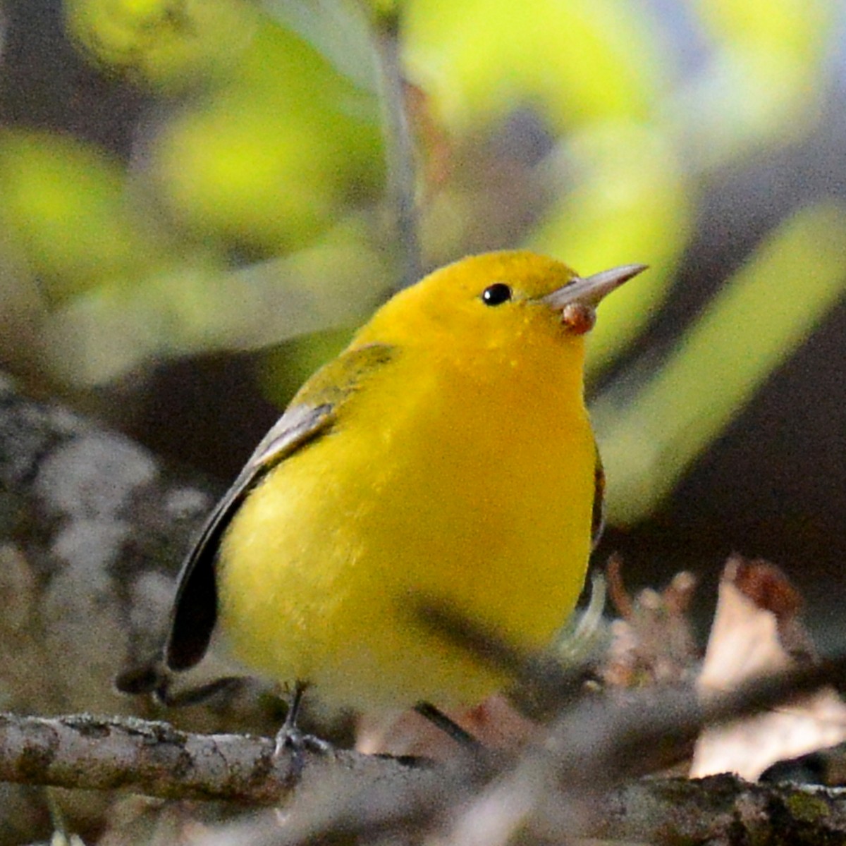 Prothonotary Warbler - ML646706706