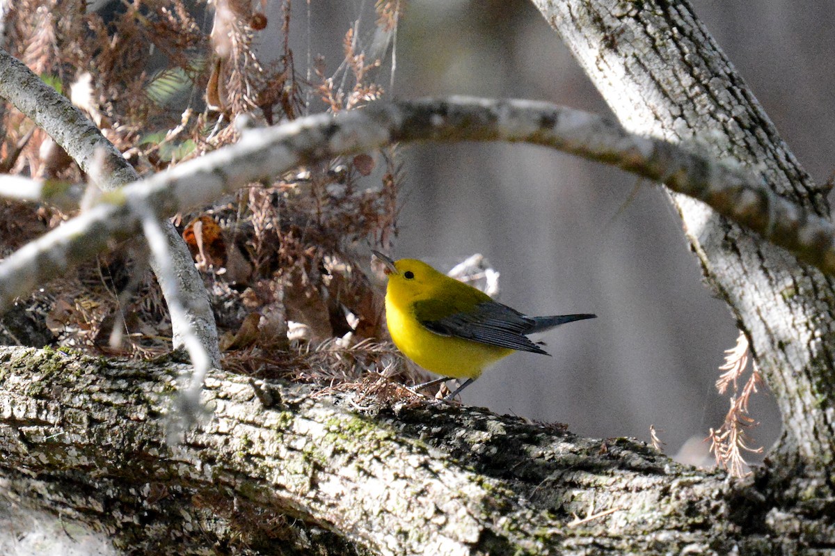 Prothonotary Warbler - ML646706707
