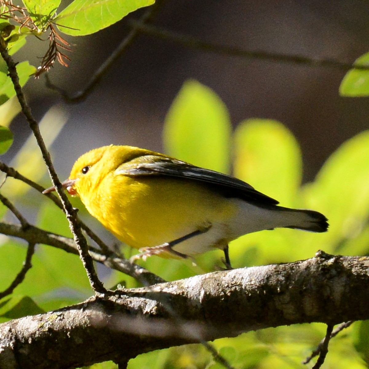 Prothonotary Warbler - ML646706708