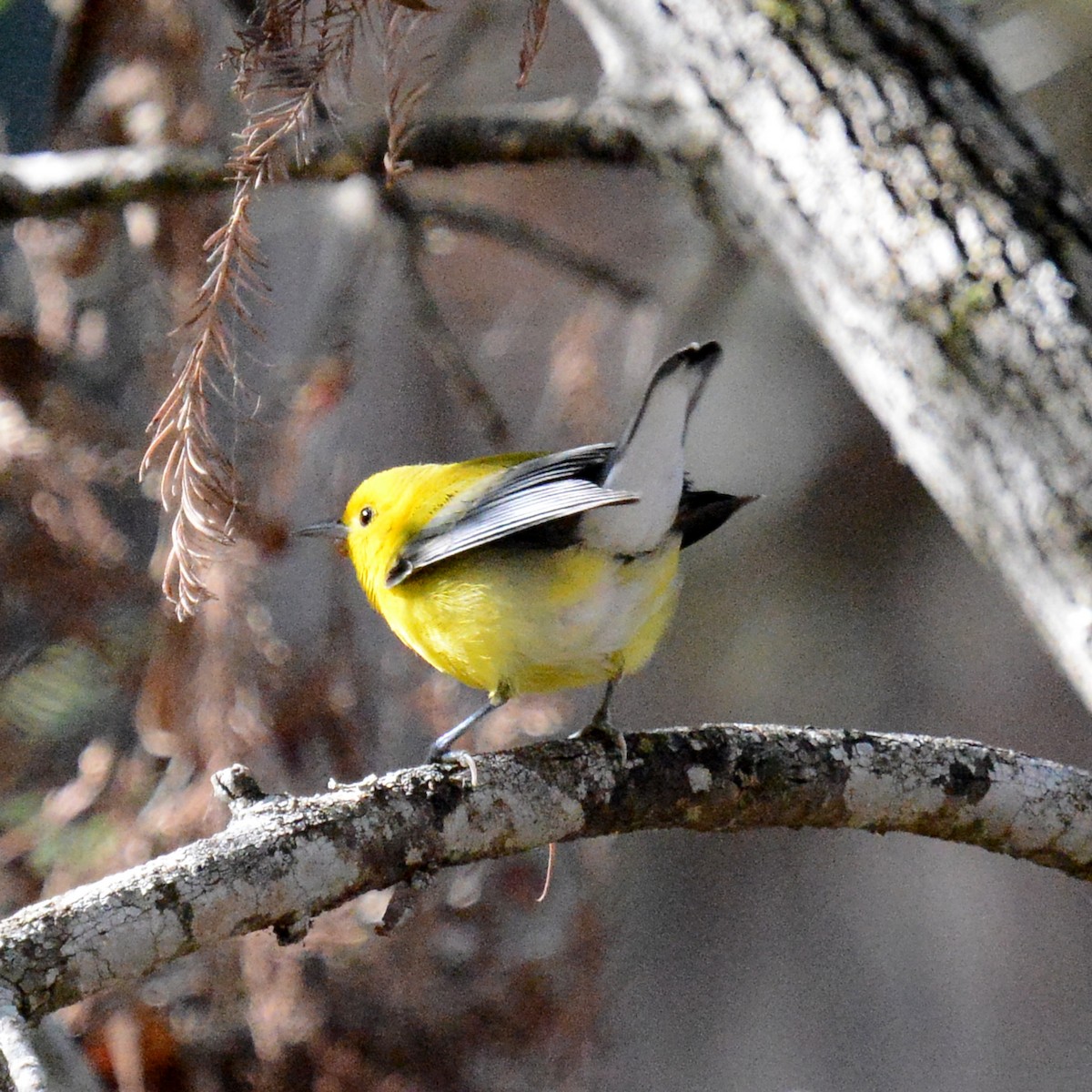 Prothonotary Warbler - ML646706709
