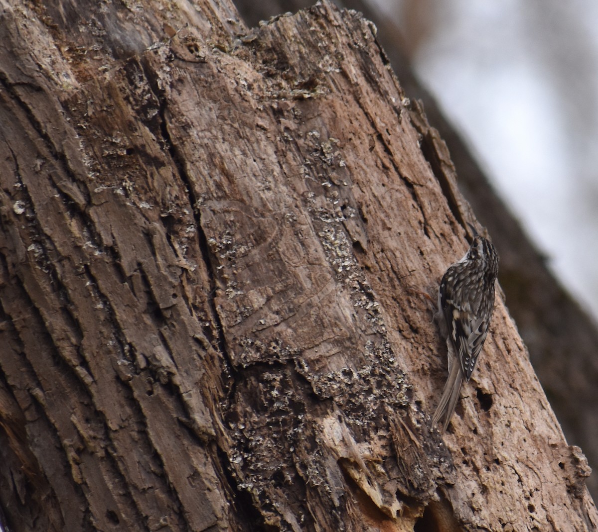 Gerri-txori amerikarra - ML646706710