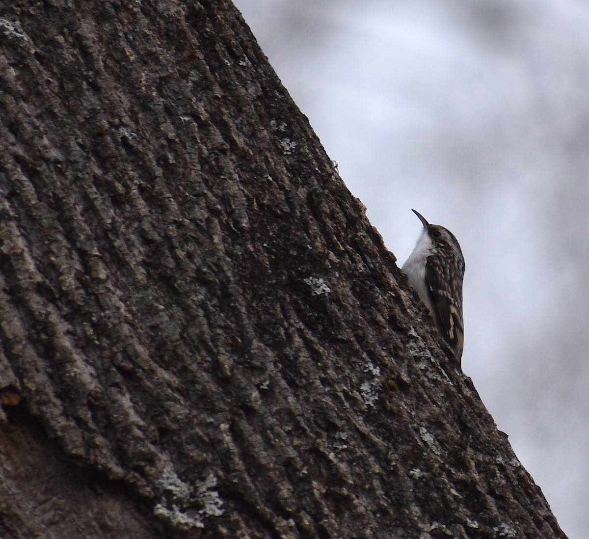 Gerri-txori amerikarra - ML646706711