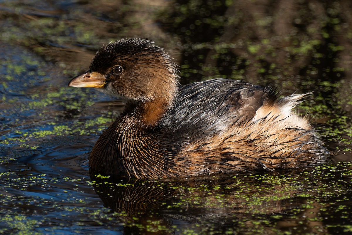 potápka americká - ML646706714