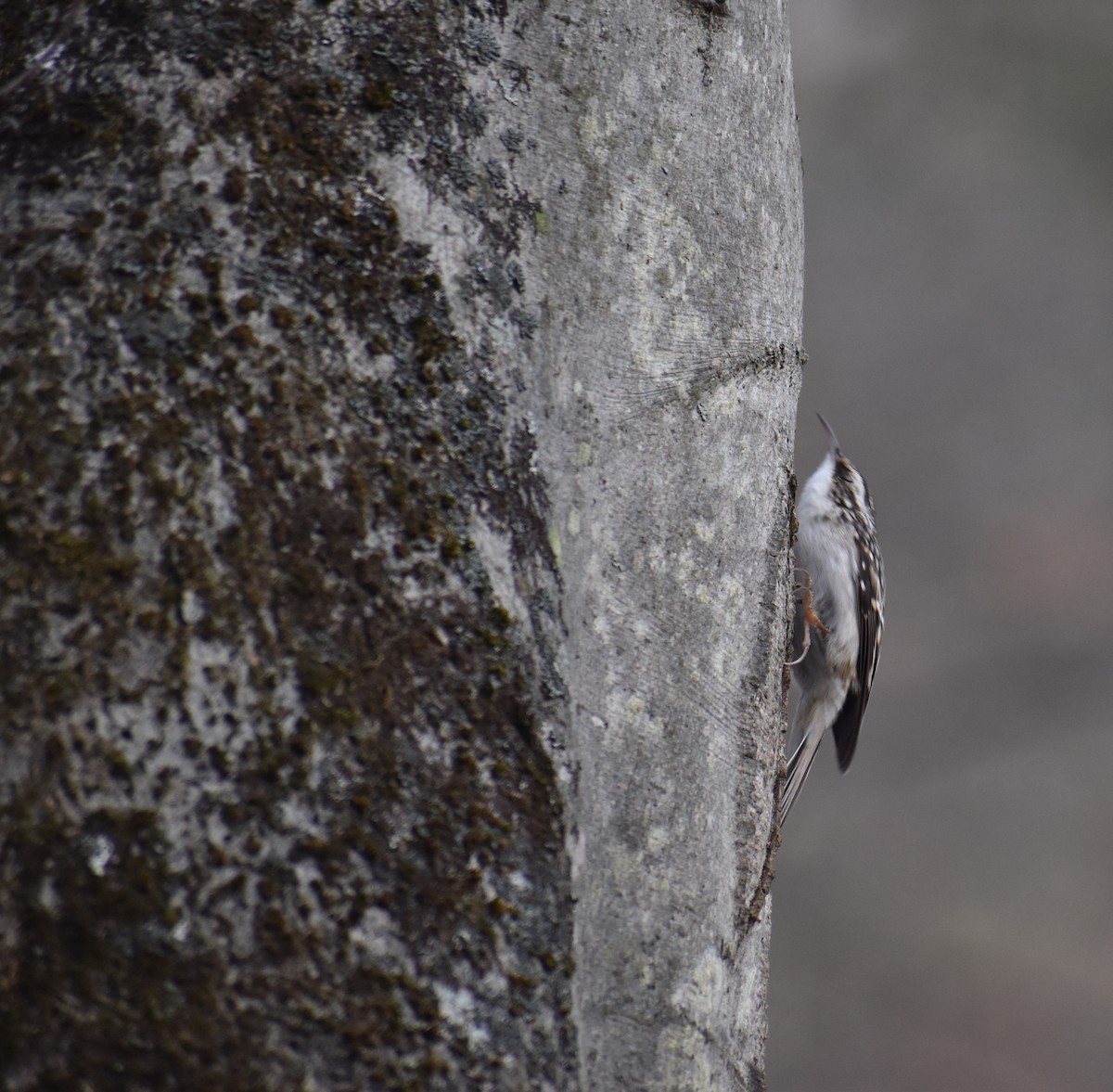 Gerri-txori amerikarra - ML646706715