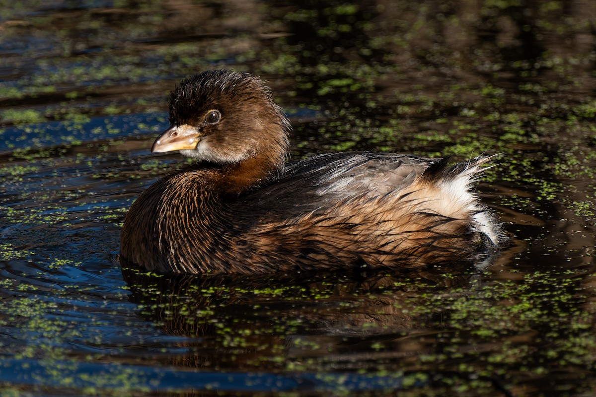 potápka americká - ML646706716