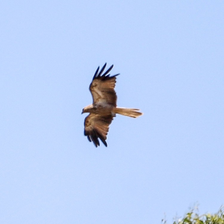 Whistling Kite - ML646706718