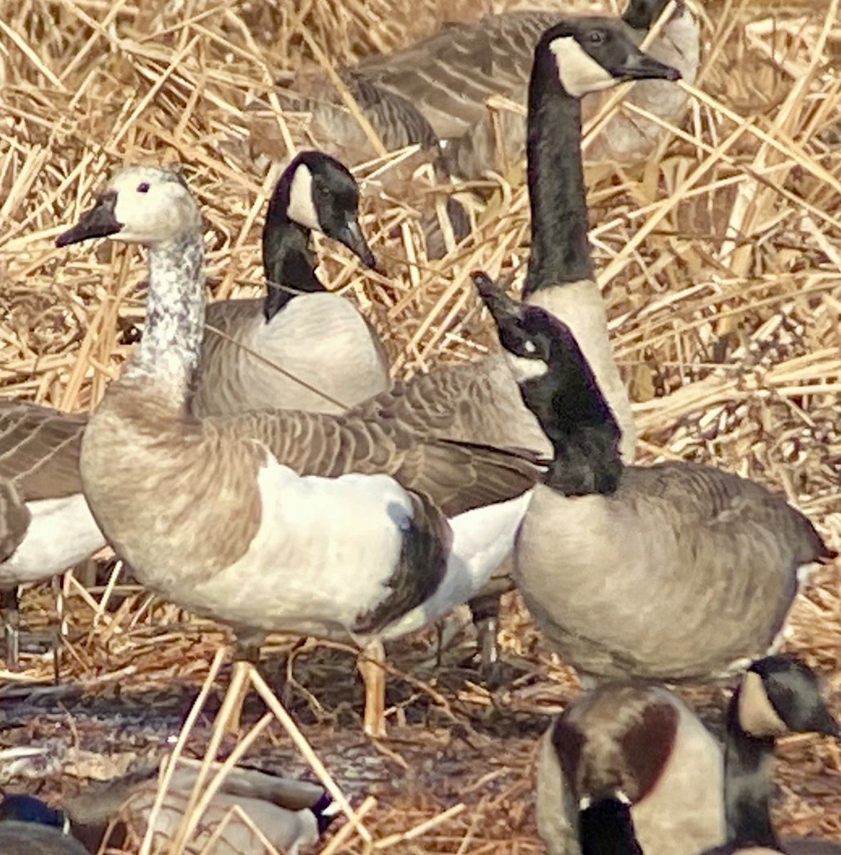 Domestic goose sp. x Canada Goose (hybrid) - ML646706720