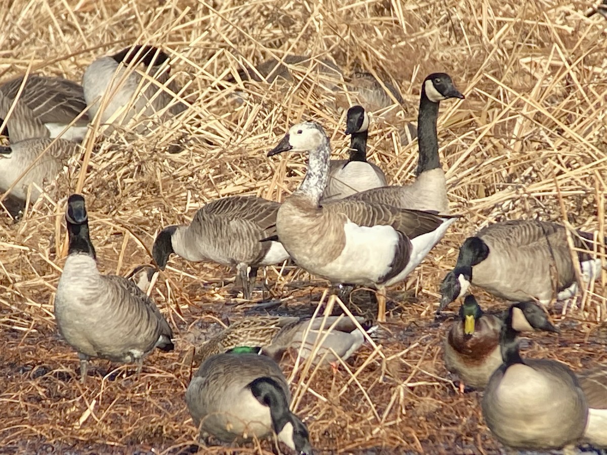 Domestic goose sp. x Canada Goose (hybrid) - ML646706721