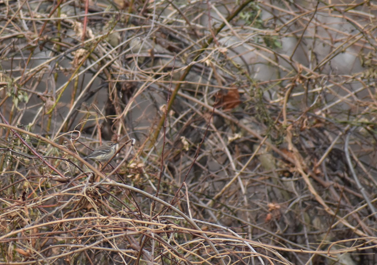 Yellow-rumped Warbler (Myrtle) - ML646706722