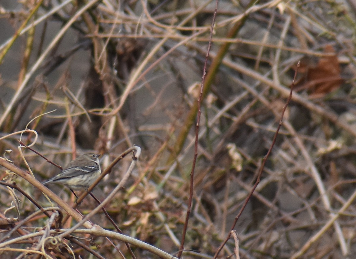 Yellow-rumped Warbler (Myrtle) - ML646706723