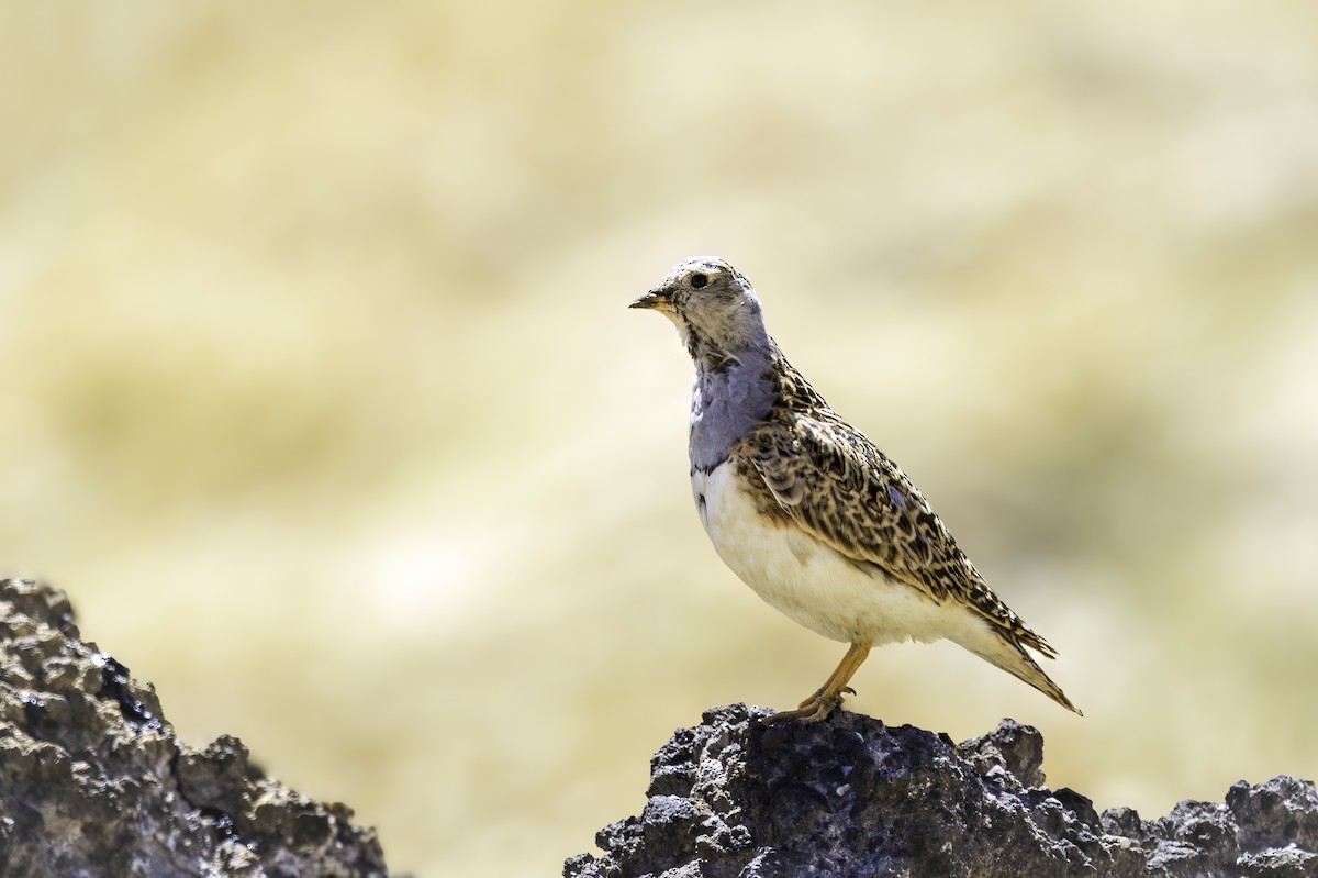 Серогрудый зобатый бегунок - ML646706725