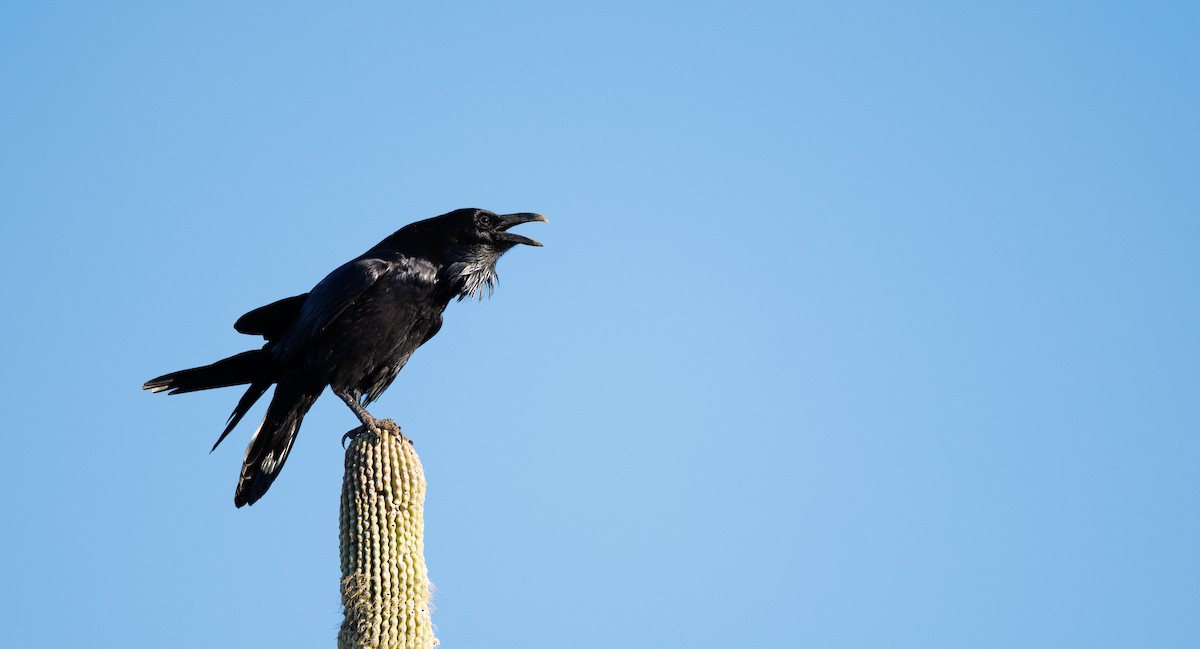 krkavec velký - ML646706726