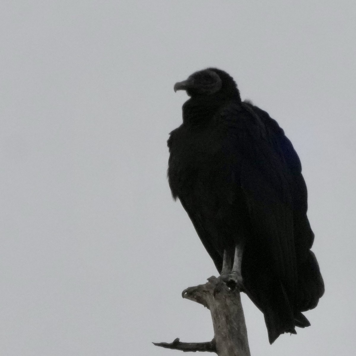 Rabengeier - ML646706731