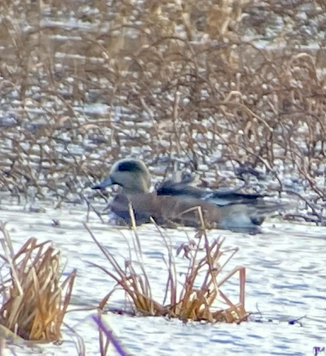 American Wigeon - ML646706734