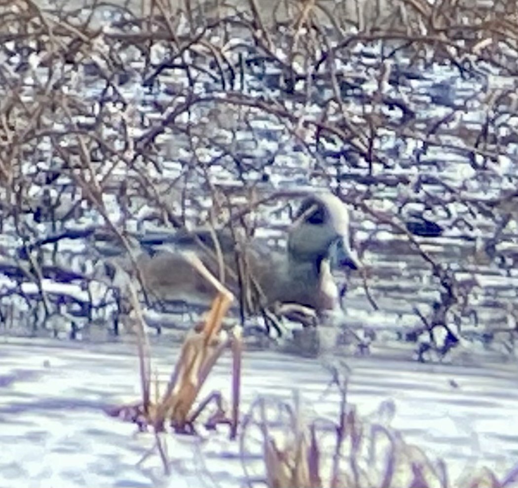 American Wigeon - ML646706735