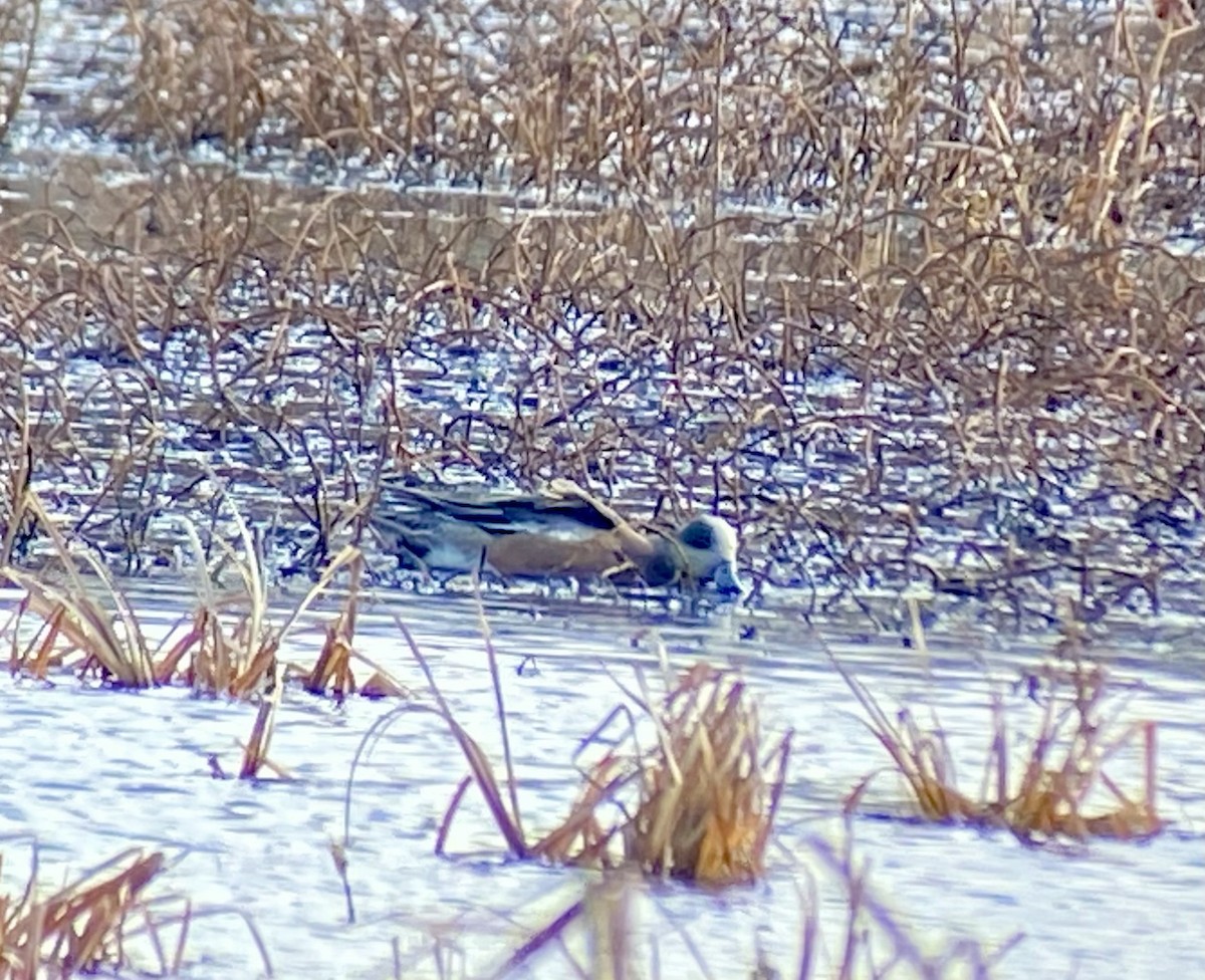 American Wigeon - ML646706736