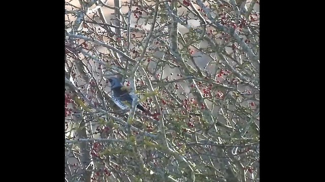 Fieldfare - ML646706741