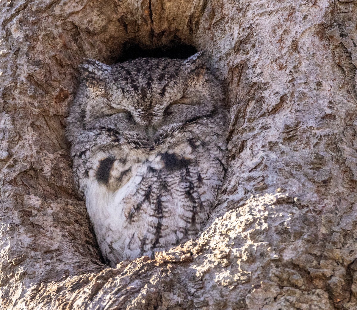 Eastern Screech-Owl - ML646706742