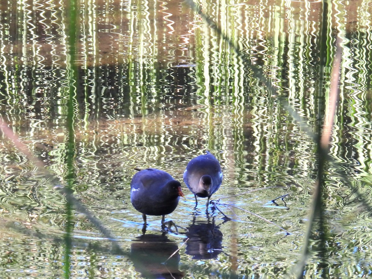 Курочка латиноамериканська - ML646706744