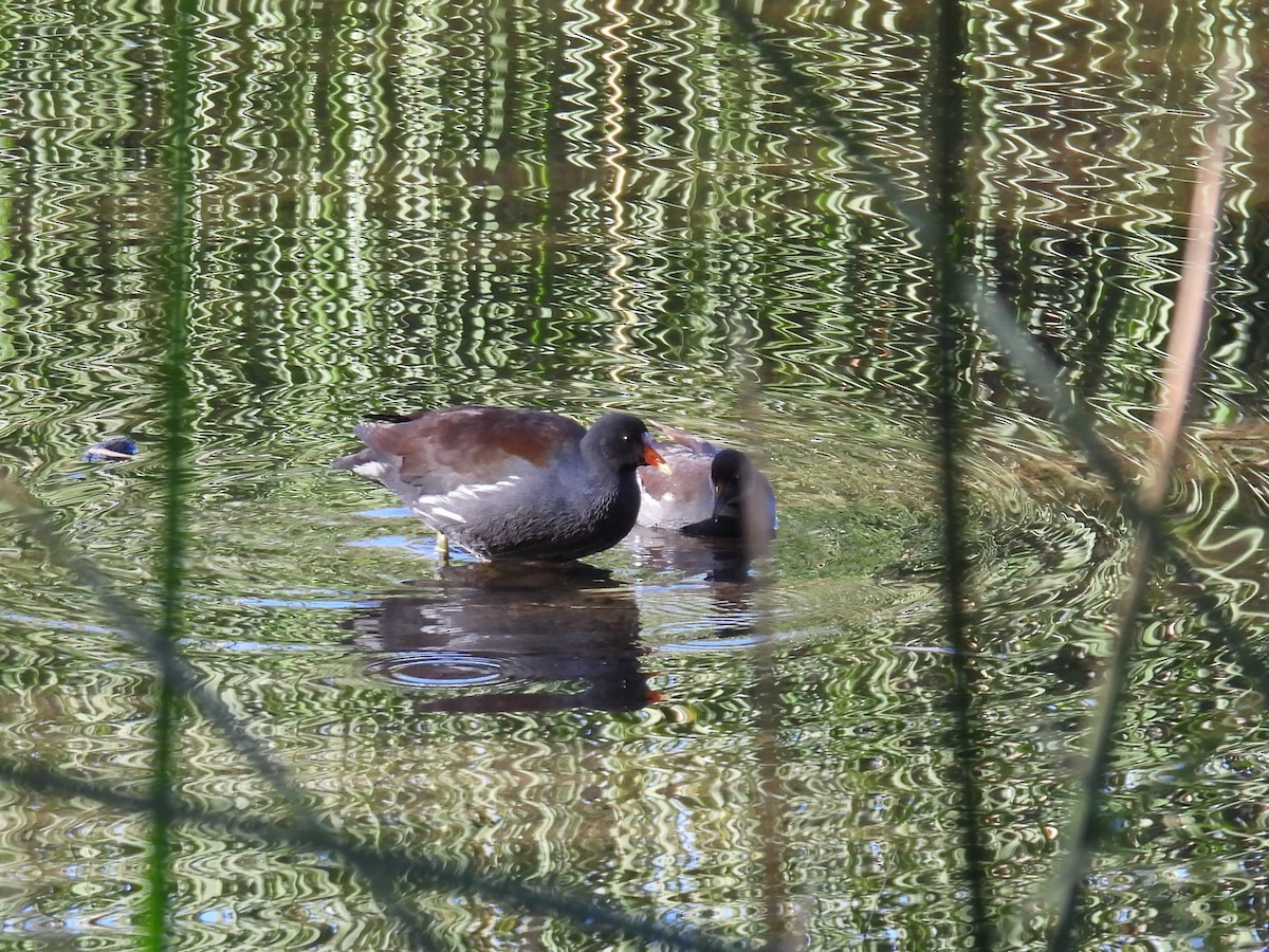 Курочка латиноамериканська - ML646706745