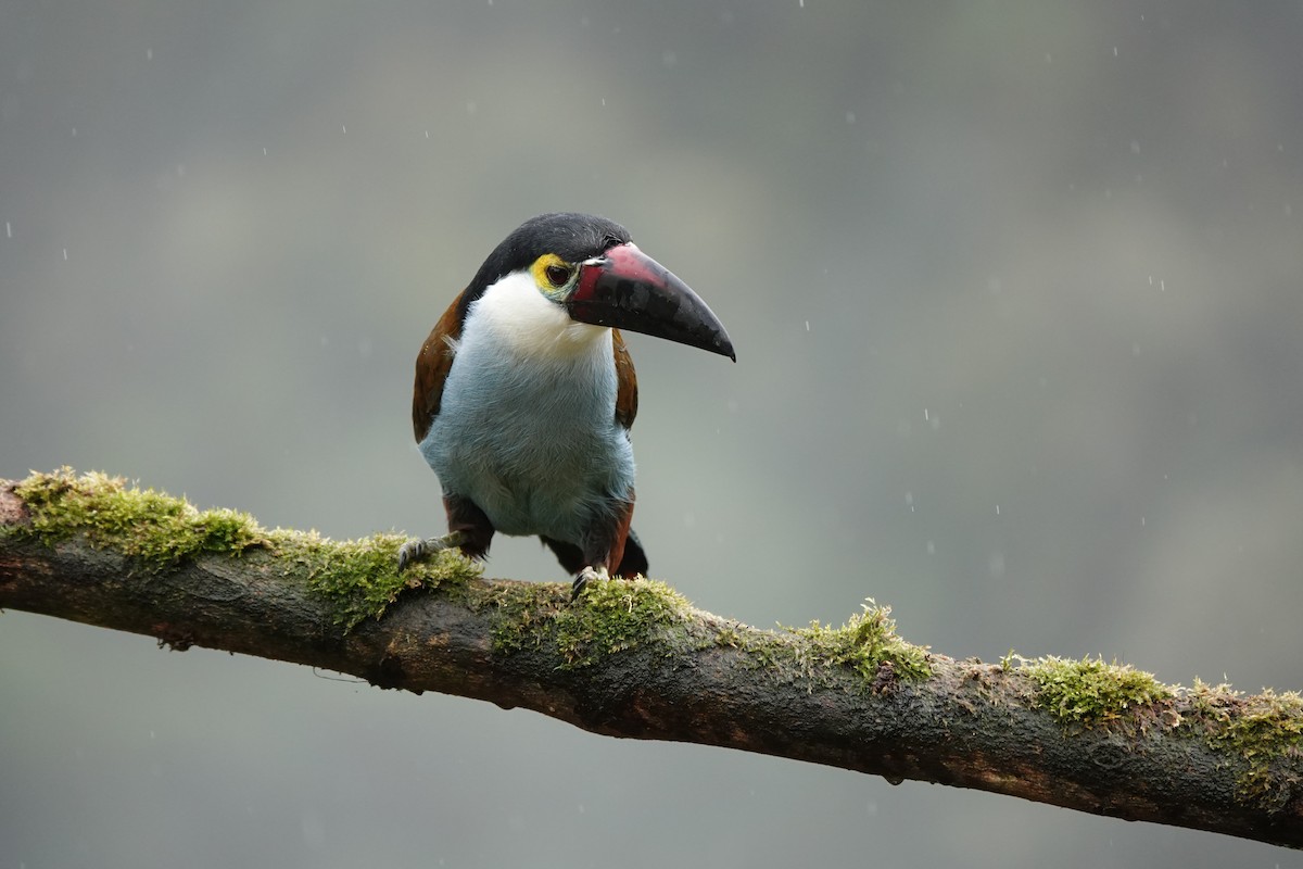 Андигена білощока - ML646706746