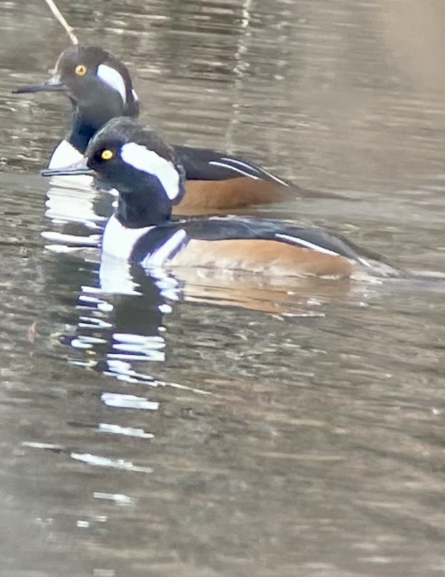 Hooded Merganser - ML646706747