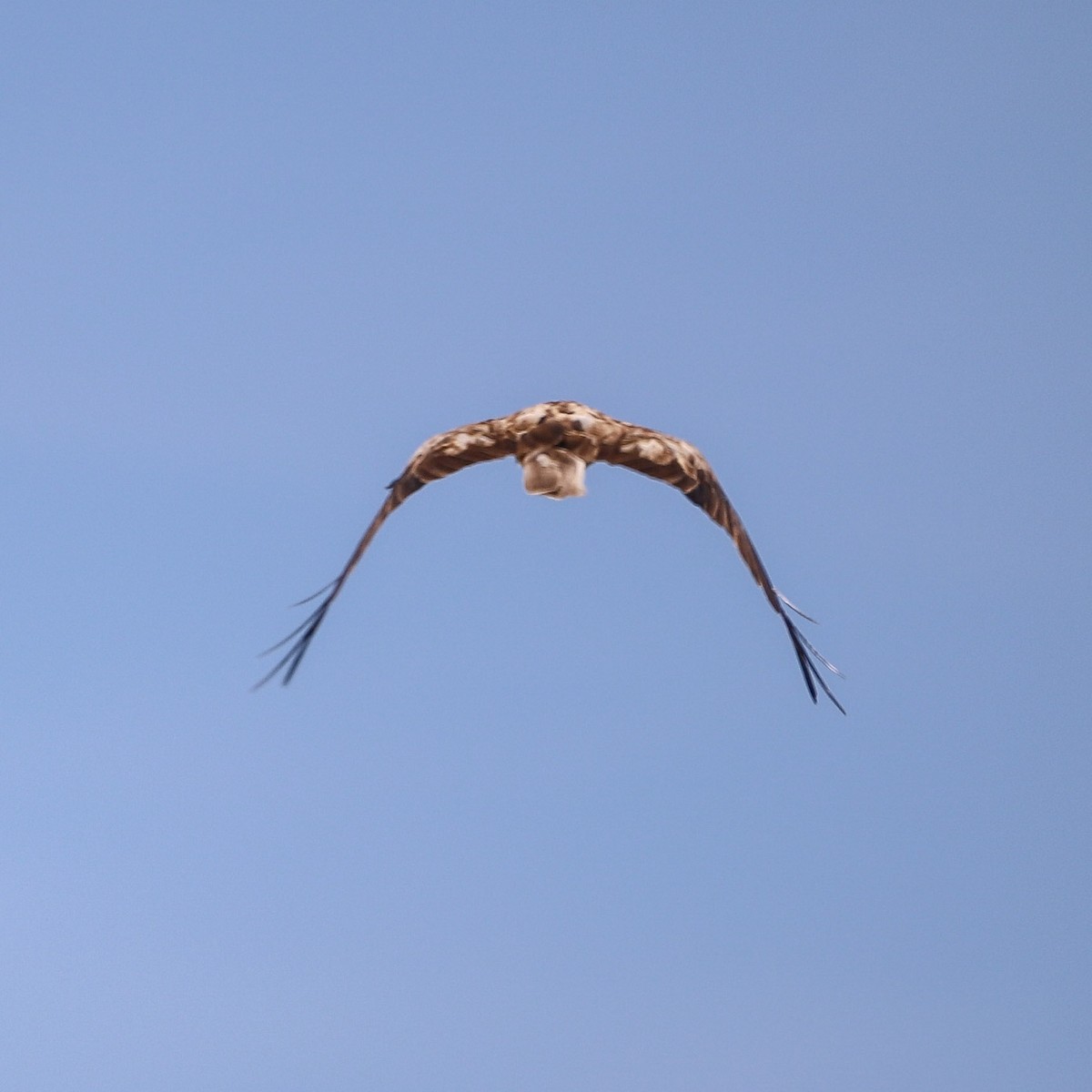 Whistling Kite - ML646706749