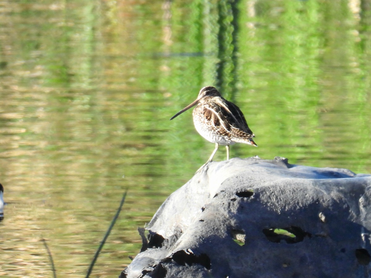 Wilson's Snipe - ML646706751