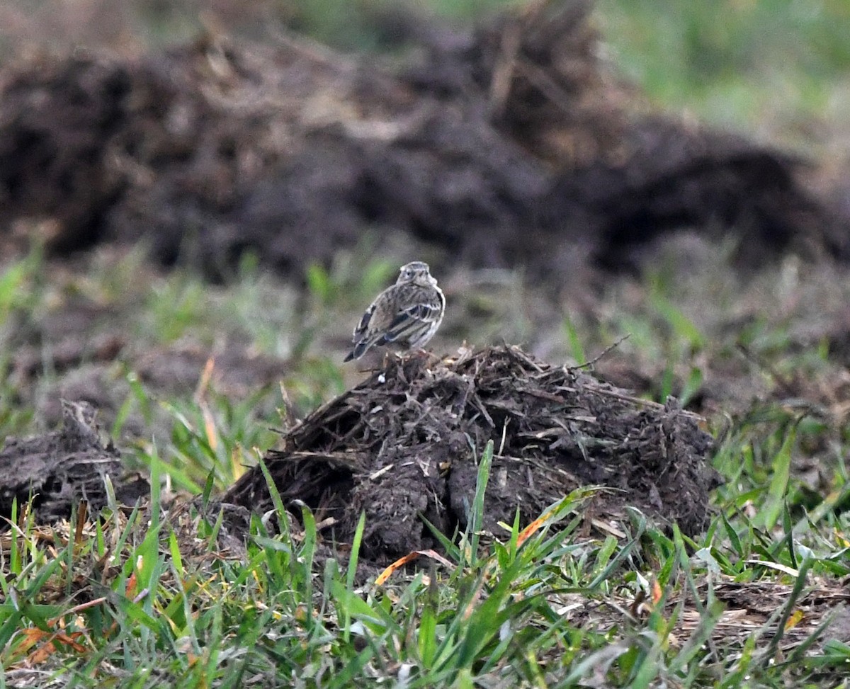 Meadow Pipit - ML646706752