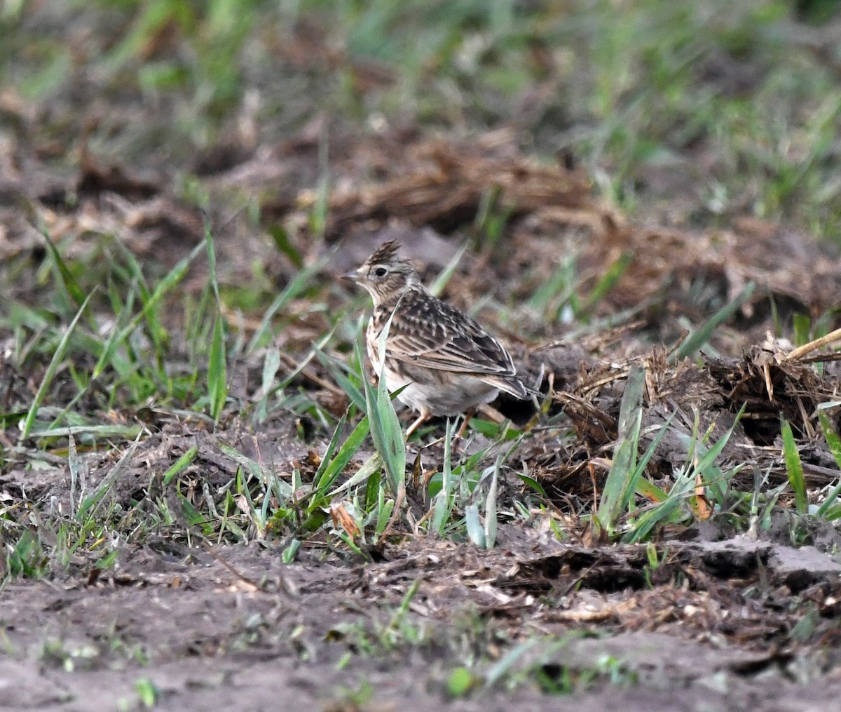 Eurasian Skylark (European) - ML646706753