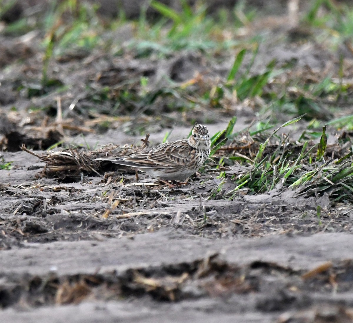 Eurasian Skylark (European) - ML646706754