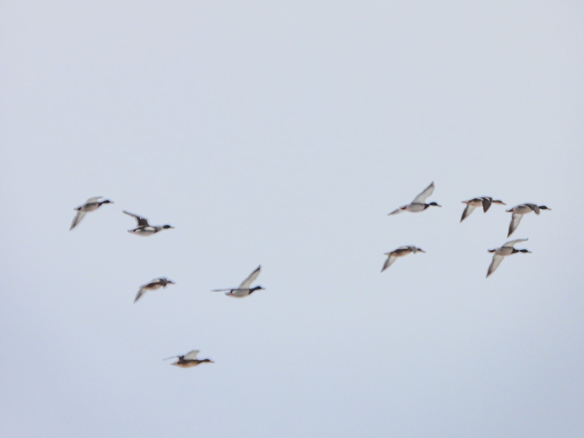 Mallard - ML646706759