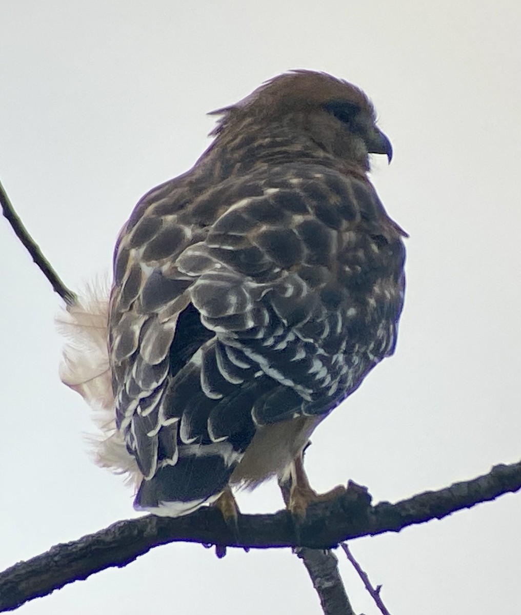 Red-shouldered Hawk - ML646706760