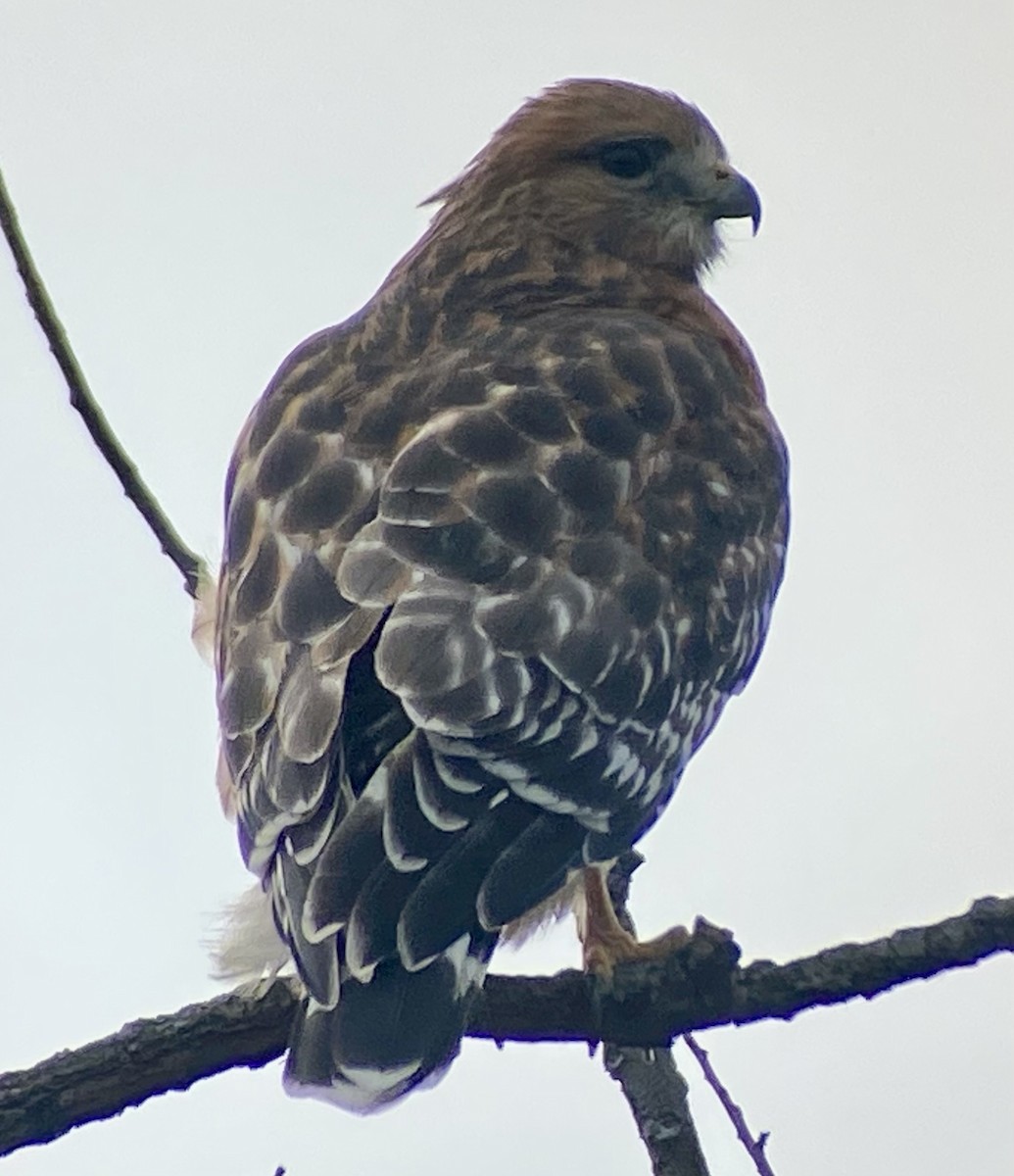 Red-shouldered Hawk - ML646706761