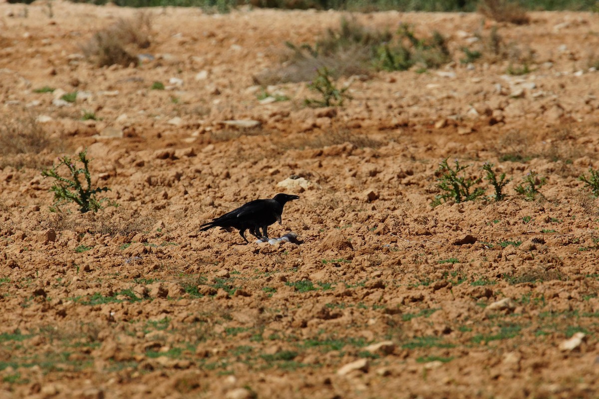 krkavec velký - ML646706762