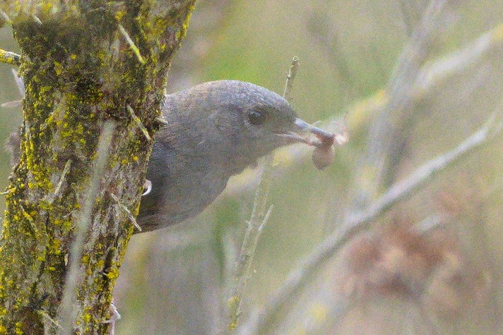 Dusky Tapaculo - ML646706763