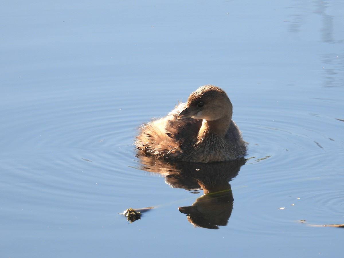 Pied-billed Grebe - ML646706766