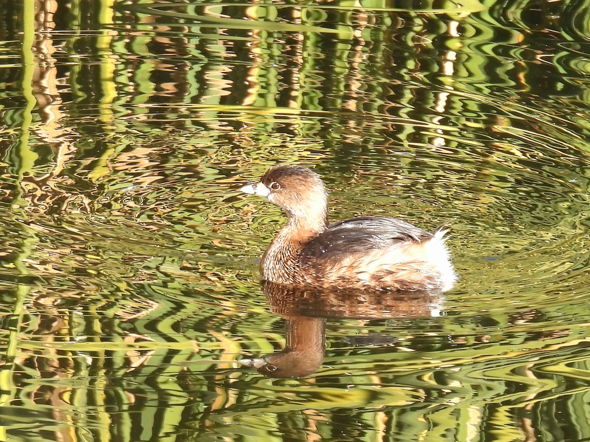 Pied-billed Grebe - ML646706767