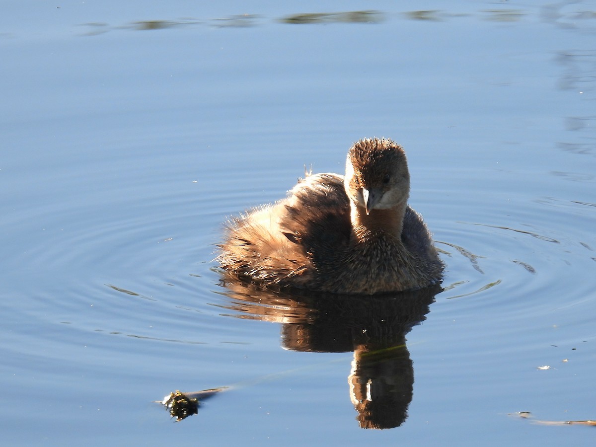 Pied-billed Grebe - ML646706768
