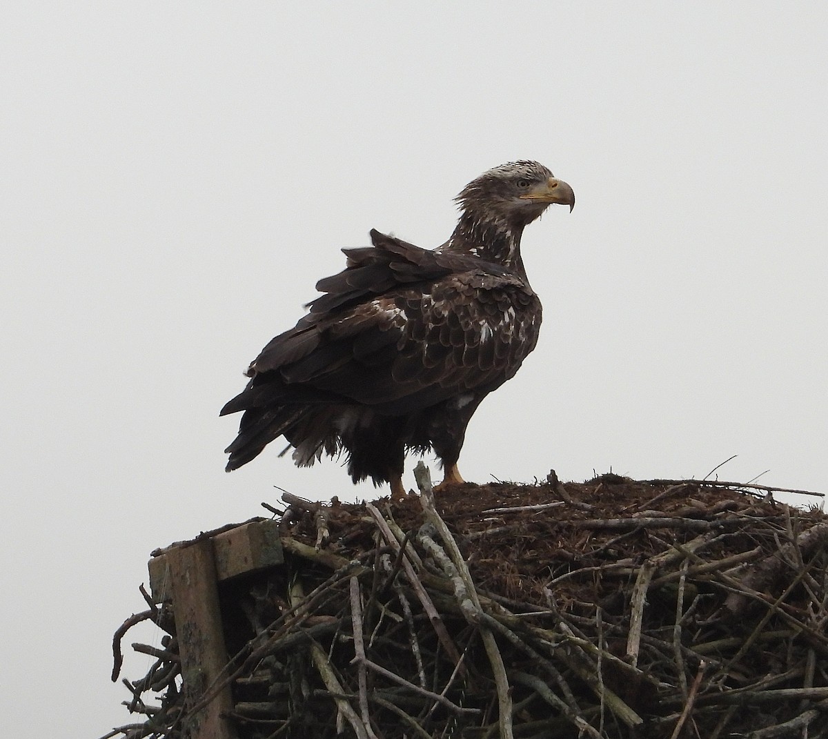 Bald Eagle - ML646706769