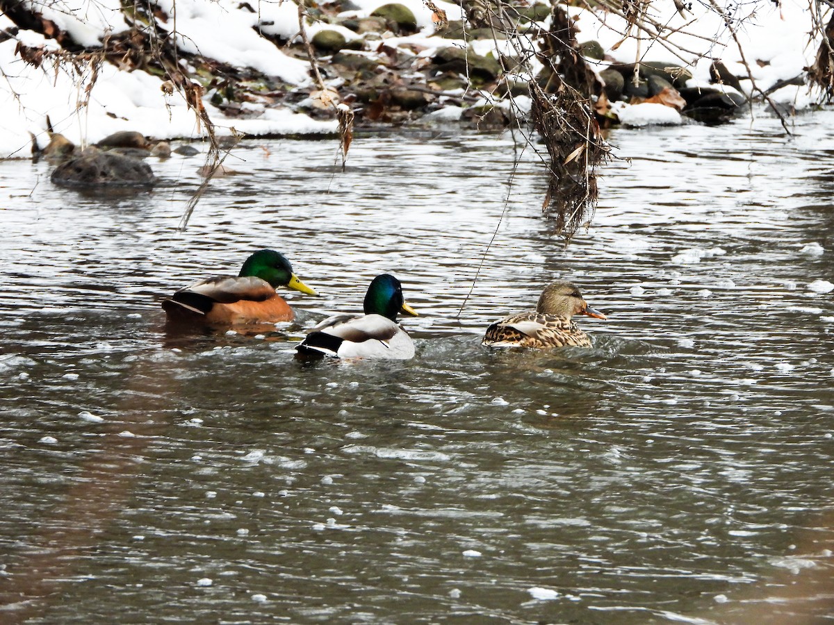 Mallard (Domestic type) - ML646706772