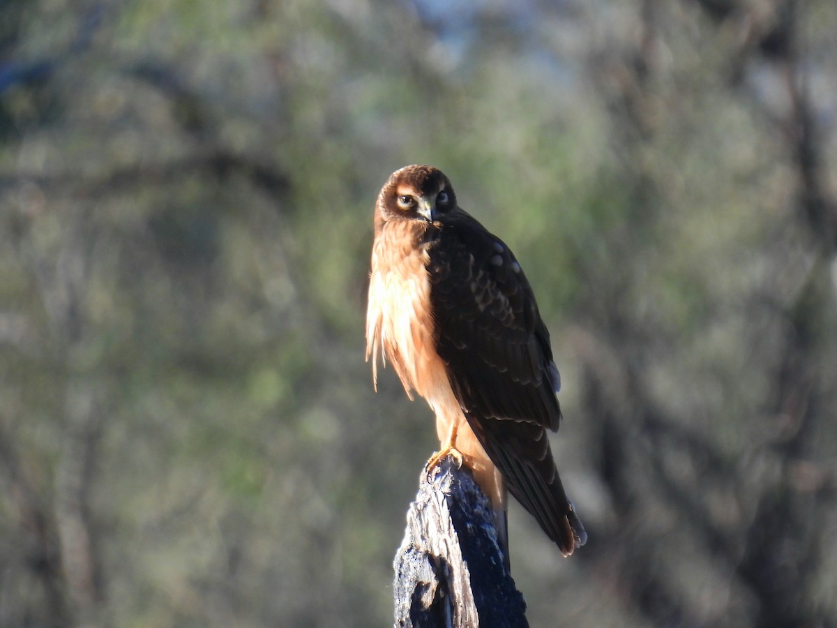 Northern Harrier - ML646706779